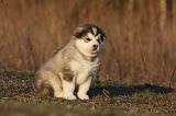 ALASKAN MALAMUTE 611